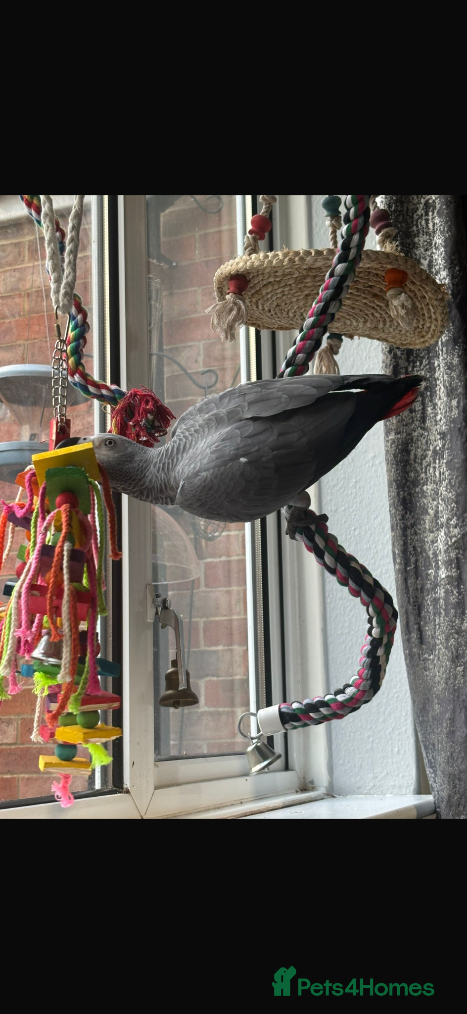 Parrots birds for sale: Hand reared 10 month old female African grey - Advert 8