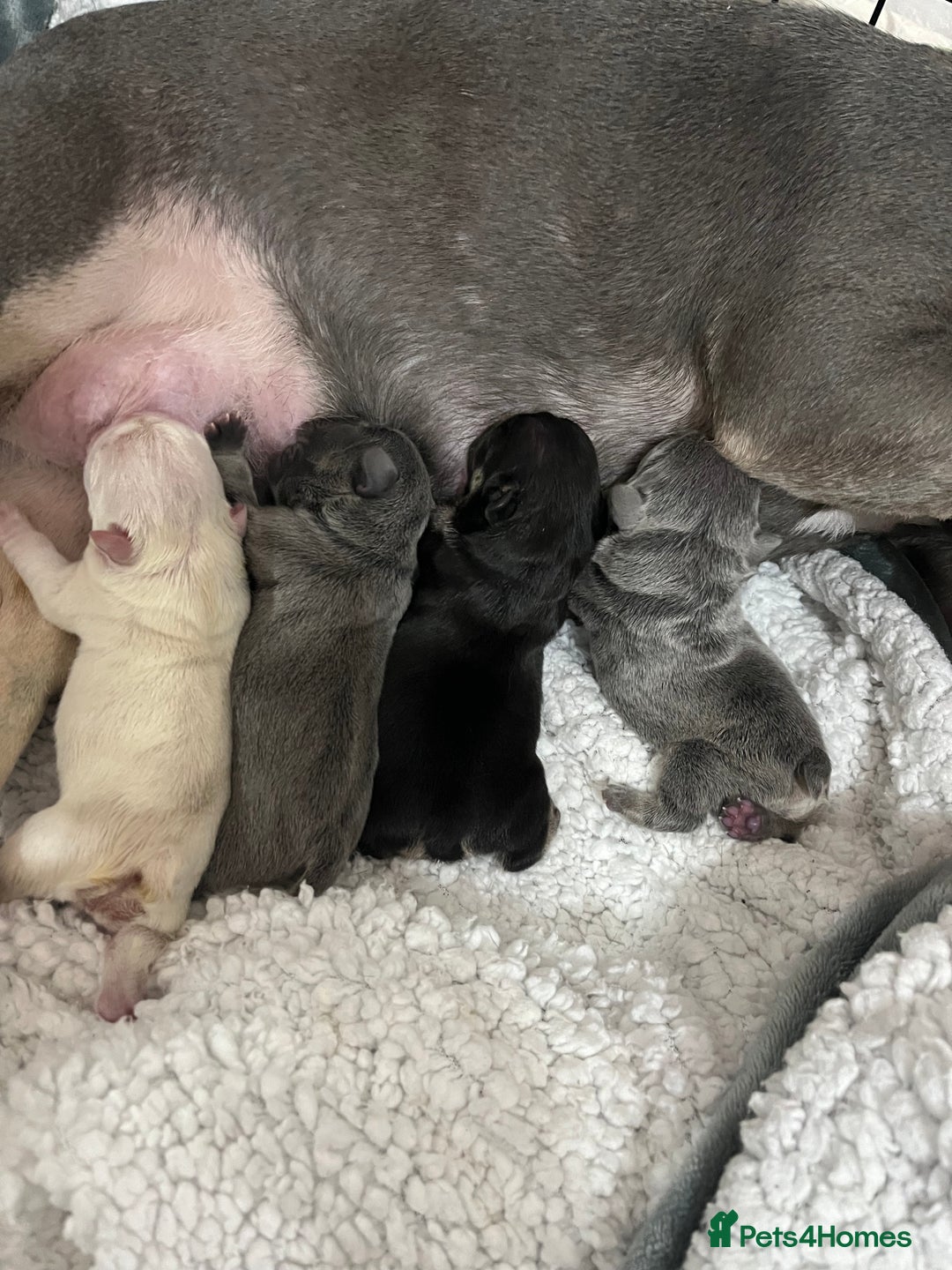 French Bulldog dogs for sale: London’s French Bulldog Puppies 🏴󠁧󠁢󠁥󠁮󠁧󠁿 - Advert 9