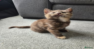 Norwegian Forest Cat cats - Advert 3