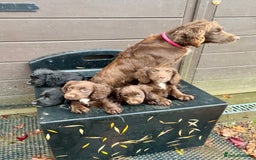 Cocker Spaniel dogs for sale: Ready Now - Wonderful Cocker Spaniels - Advert 10