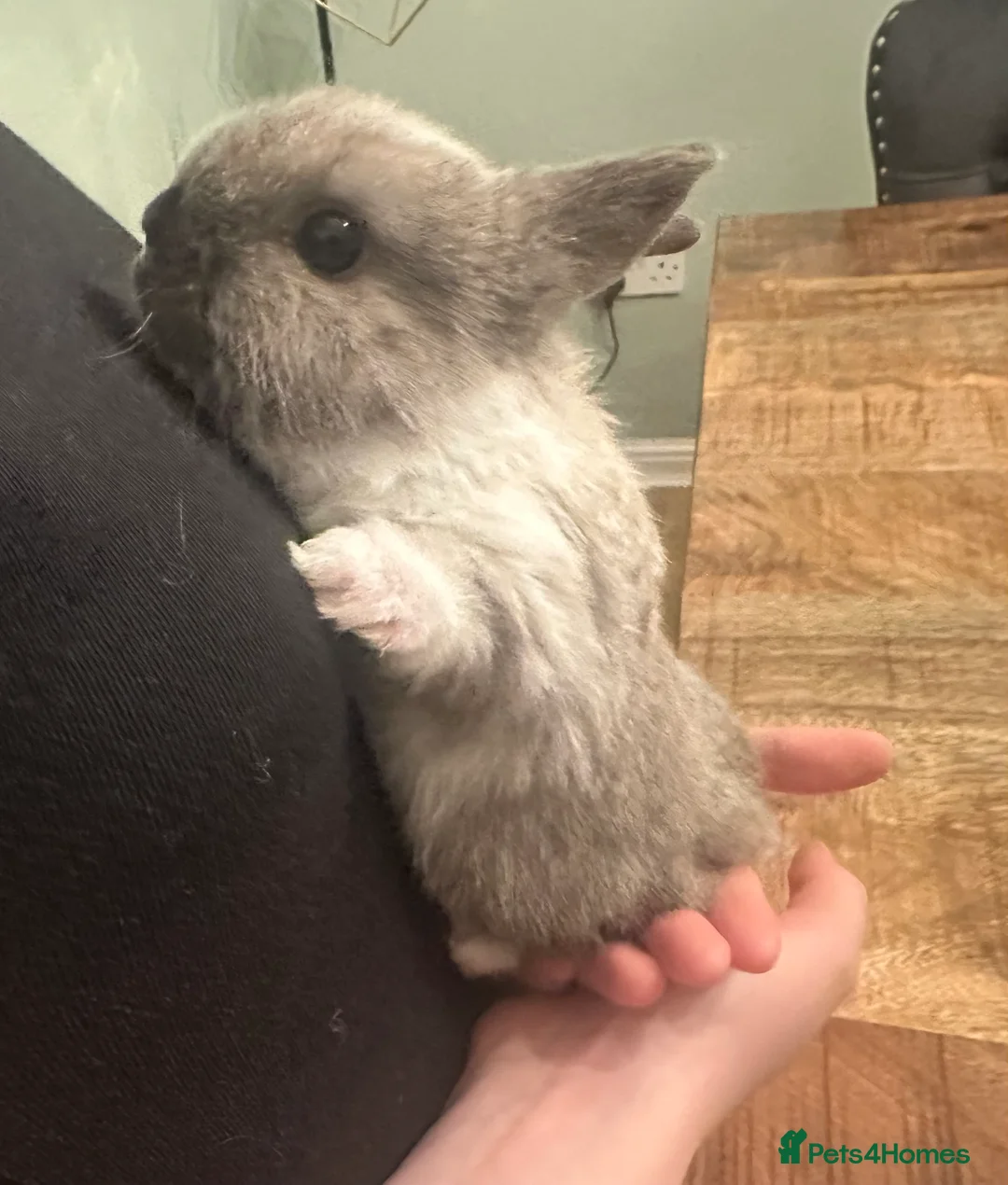 Netherland Dwarf rabbits for sale: Stunning Purebred Netherland Dwarf - Advert 1