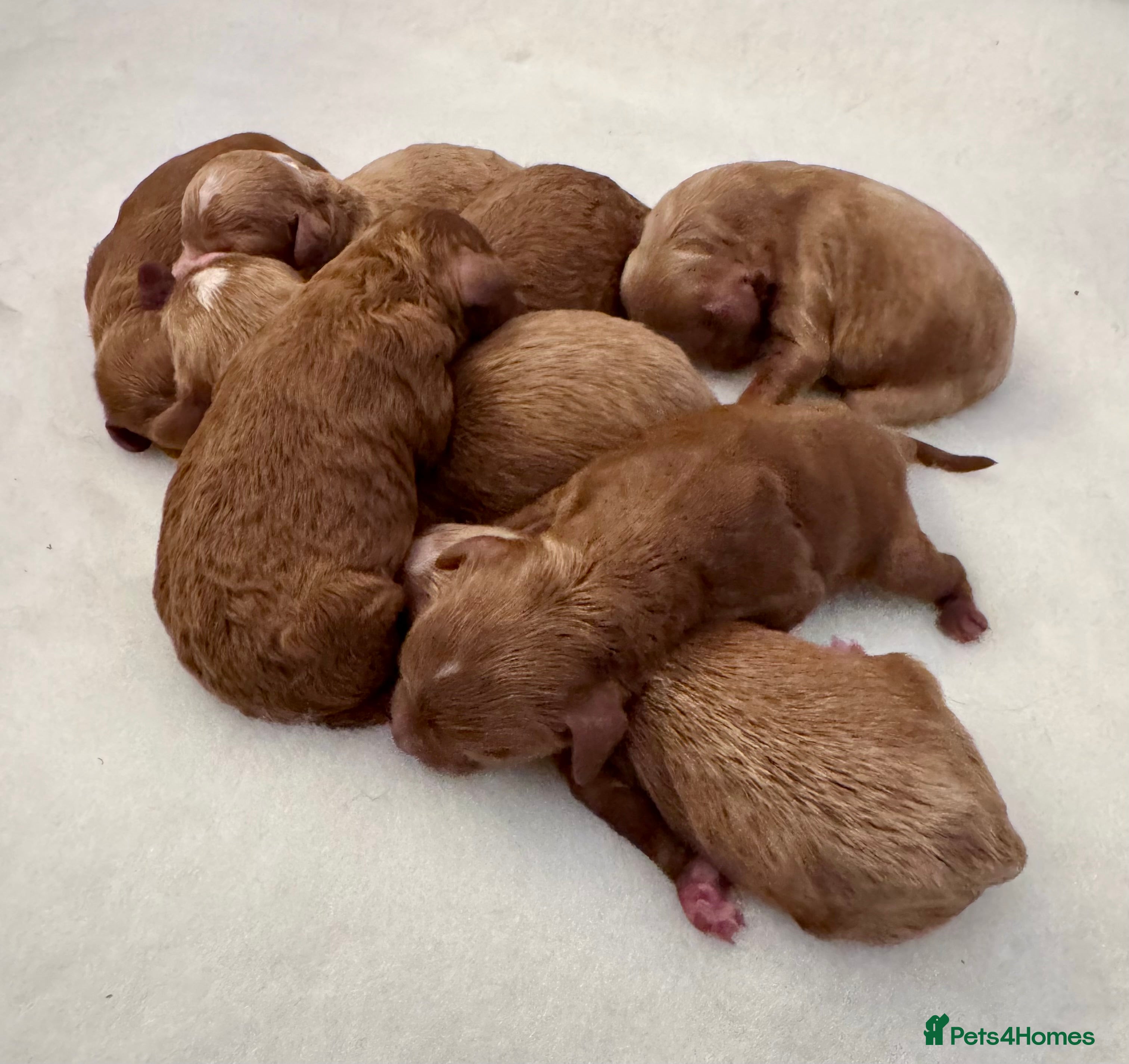 Cavapoo dogs Absolutely stunning F1b Cavapoo pups  - Advert 2