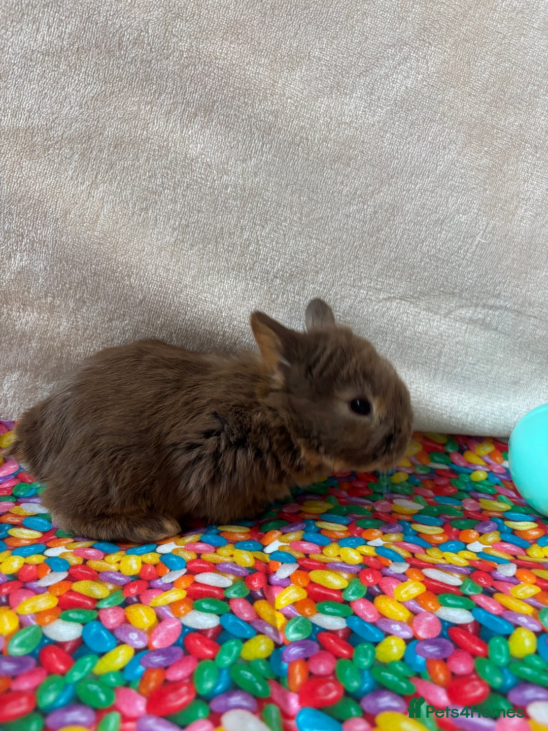 Mixed Breed rabbits for sale: 3 Baby Bunnies - Ready for their forever home! - Advert 5