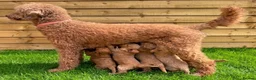 Goldendoodle dogs for sale: F1bb goldendoodle puppies  - Advert 14