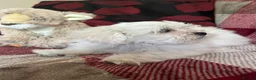Mixed Breed dogs for sale: shichon x maltese puppies for sale  - Advert 17