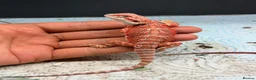 Bearded Dragon reptiles for sale: Stunning Baby Bearded Dragon is ready to go! - Advert 8