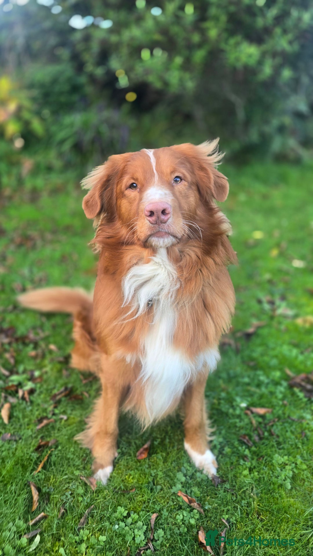 Nova Scotia Duck Tolling Retriever dogs for stud: Health Tested Toller/NSDTR Stud - Advert 3