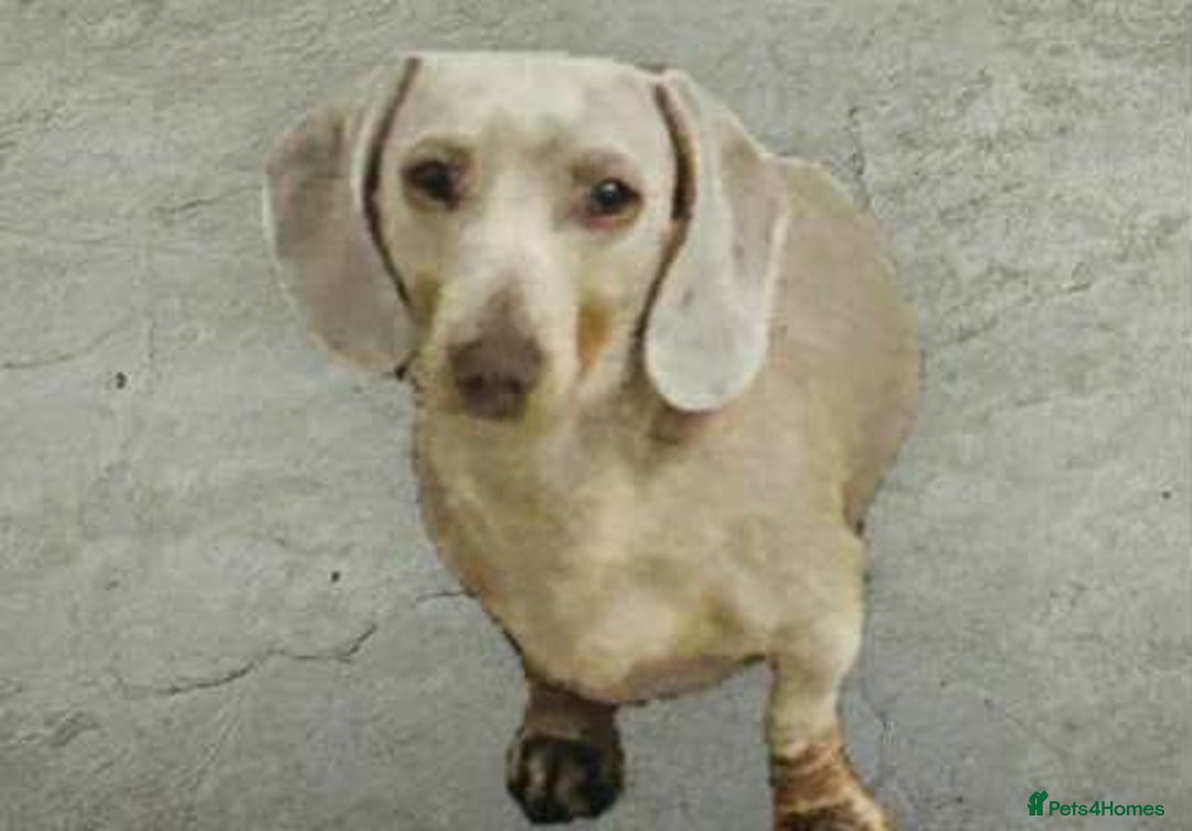 Miniature Dachshund dogs for sale: Last beautiful little girl  - Image 3