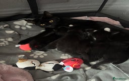 Mixed Breed cats for sale: 6 kittens for sale  - Image 11