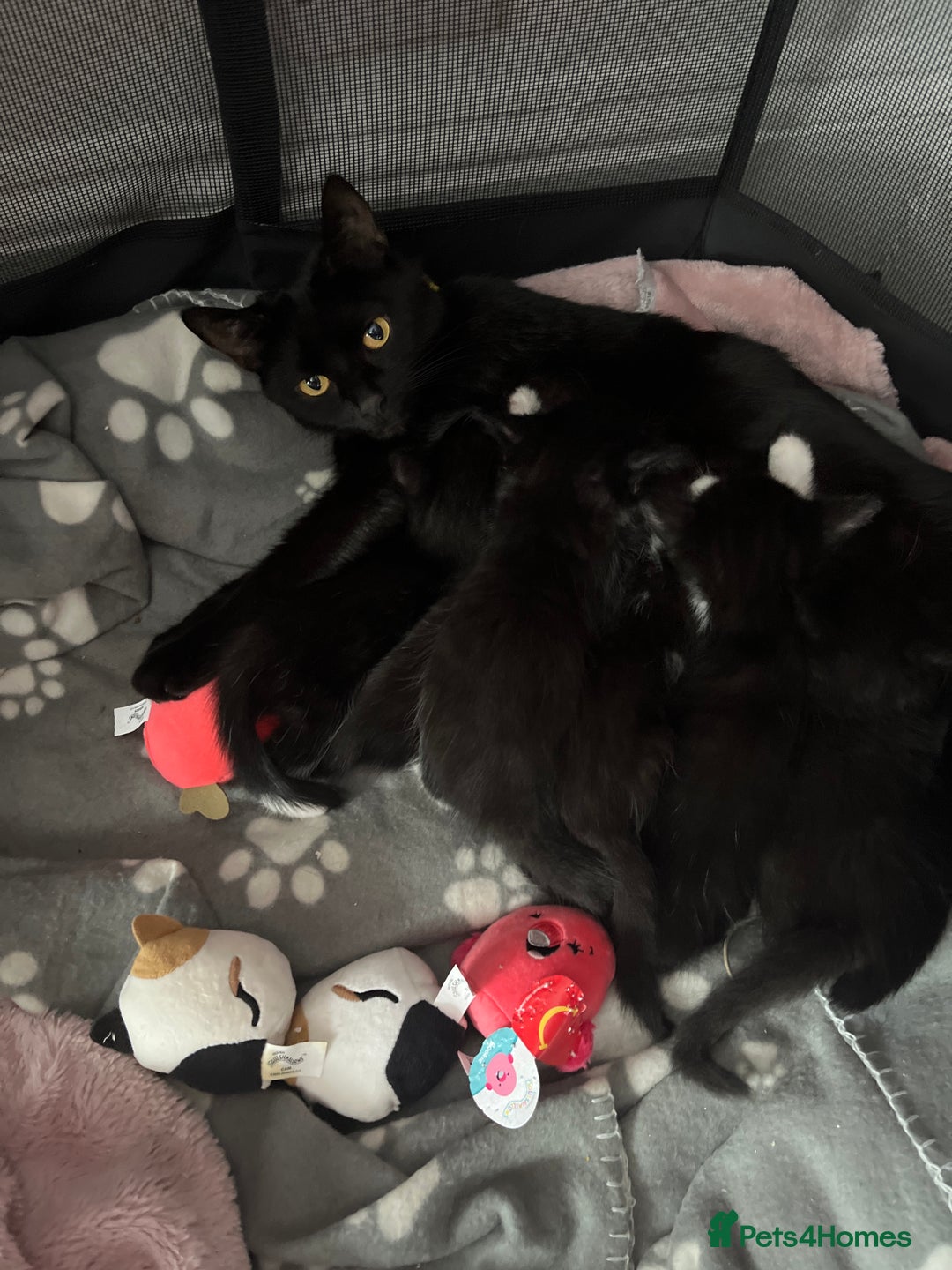 Mixed Breed cats for sale: 6 kittens for sale  - Image 11