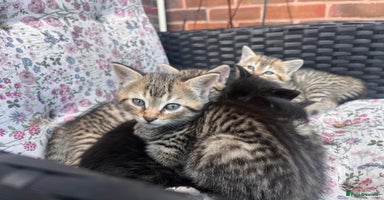 British Shorthair cats - Advert 12