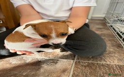 Jack Russell dogs for sale: Stunning little boys and girls - Image 27