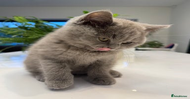 British Shorthair cats - Advert 5