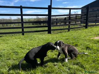 Mixed Breed dogs Very sweet lurcher puppies ready for new homes!! - Advert 1