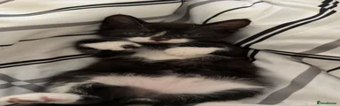 Mixed Breed 4
