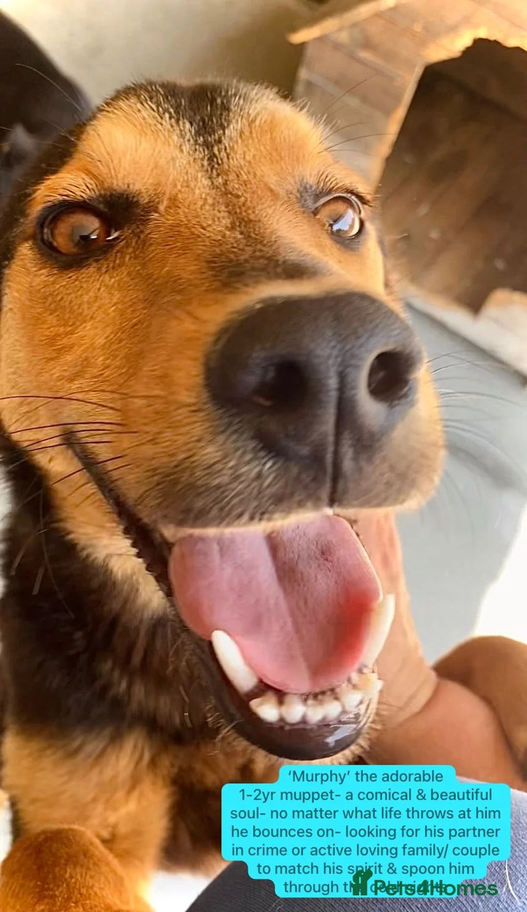 Mixed Breed dogs for adoption: Murphy, 1-2 yrs old. Available for adoption. - Advert 1