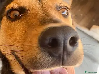 Mixed Breed dogs Murphy, 1-2 yrs old. Available for adoption. - Advert 1