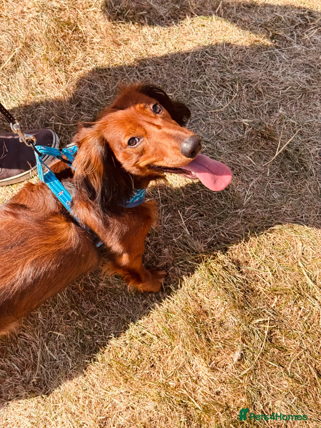 Dachshund dogs for sale: Charlie the Dachshund  - Advert 6