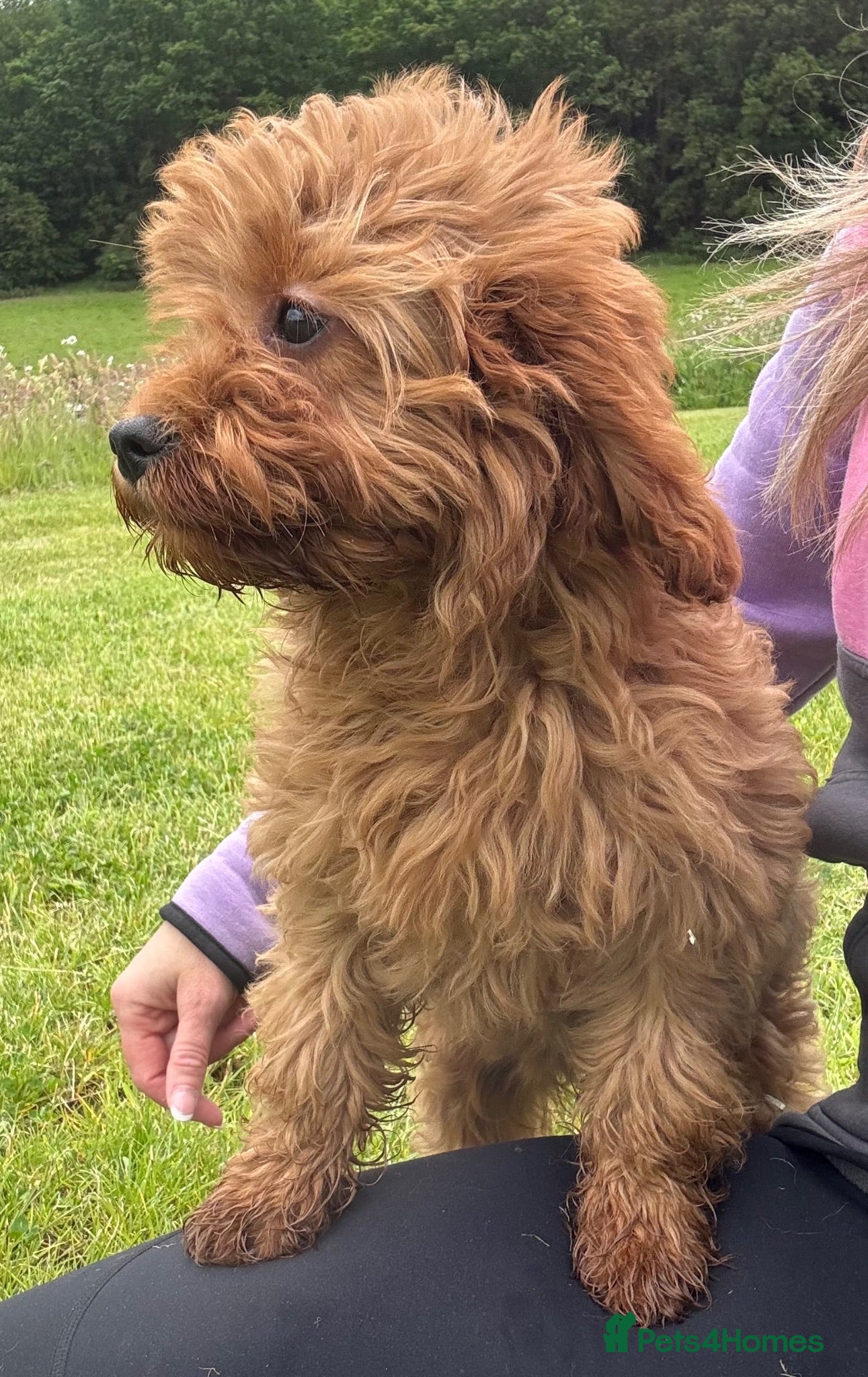 Cavapoo dogs 🌟 DNA Tested KC Parents Red F1 Cavapoo Puppies - Advert 2
