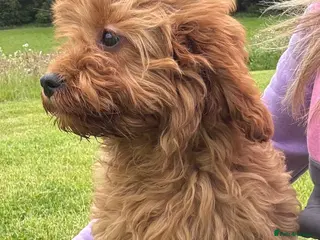 Cavapoo dogs 🌟 DNA Tested KC Parents Red F1 Cavapoo Puppies - Advert 2