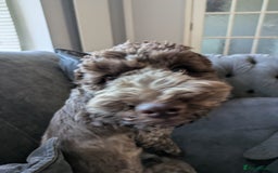 Cockapoo dogs for sale: Cockapoo for sale. - Image 3