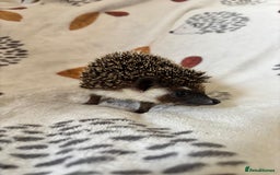 Pygmy Hedgehog rodents for sale: 3 African Pygmy hedgehogs for sale - Image 4