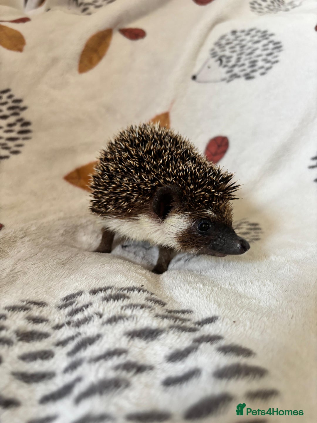 Pygmy Hedgehog rodents for sale: 3 African Pygmy hedgehogs for sale - Image 4