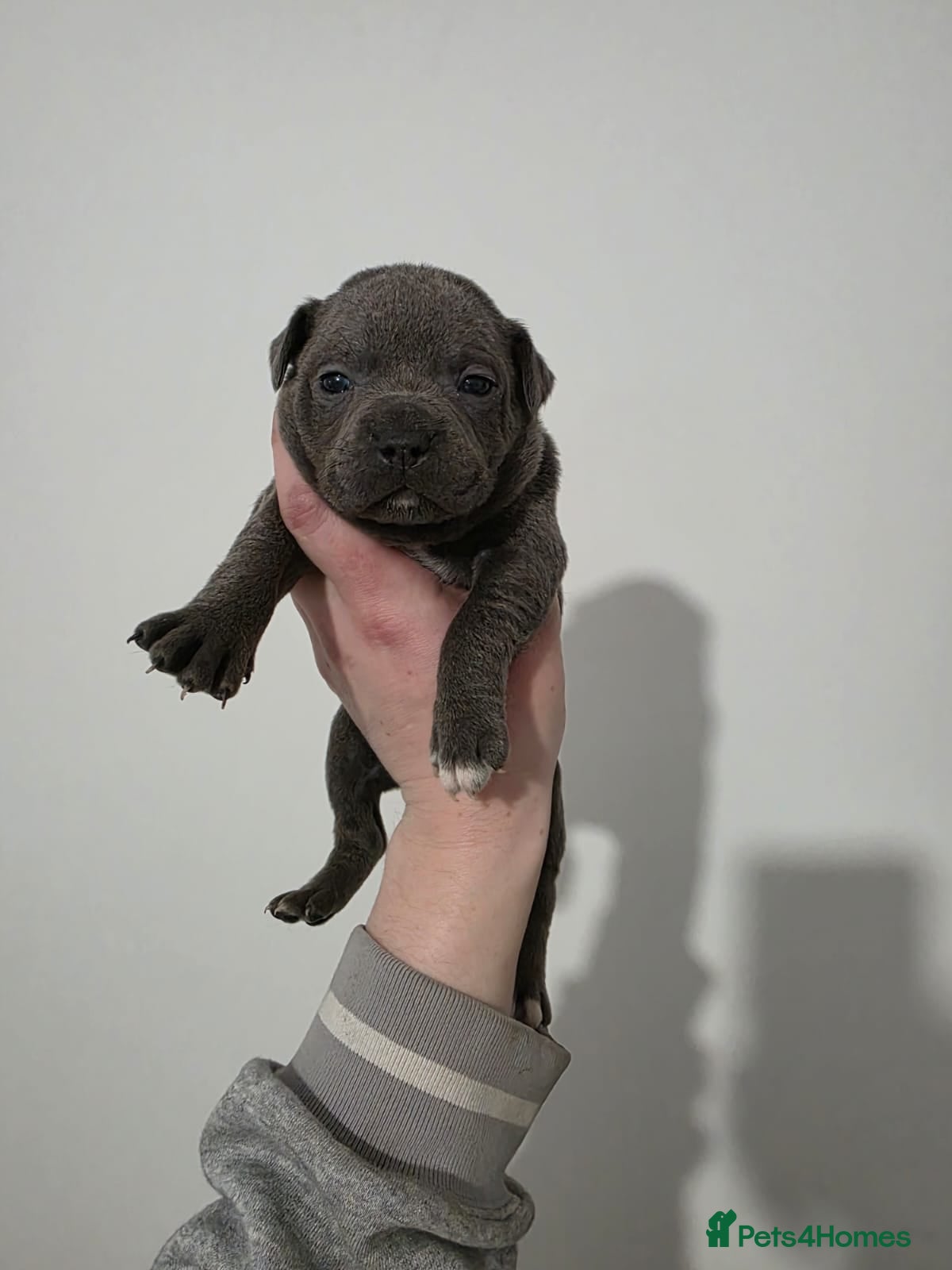 Staffordshire Bull Terrier dogs Blue Staffordshire Bull Terrier - Advert 5