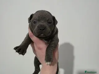 Staffordshire Bull Terrier dogs Blue Staffordshire Bull Terrier - Advert 5
