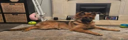 German Shepherd dogs for sale: German Shepherd Pup  - Advert 9