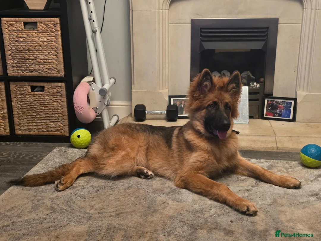 German Shepherd dogs for sale: German Shepherd Pup  - Advert 9