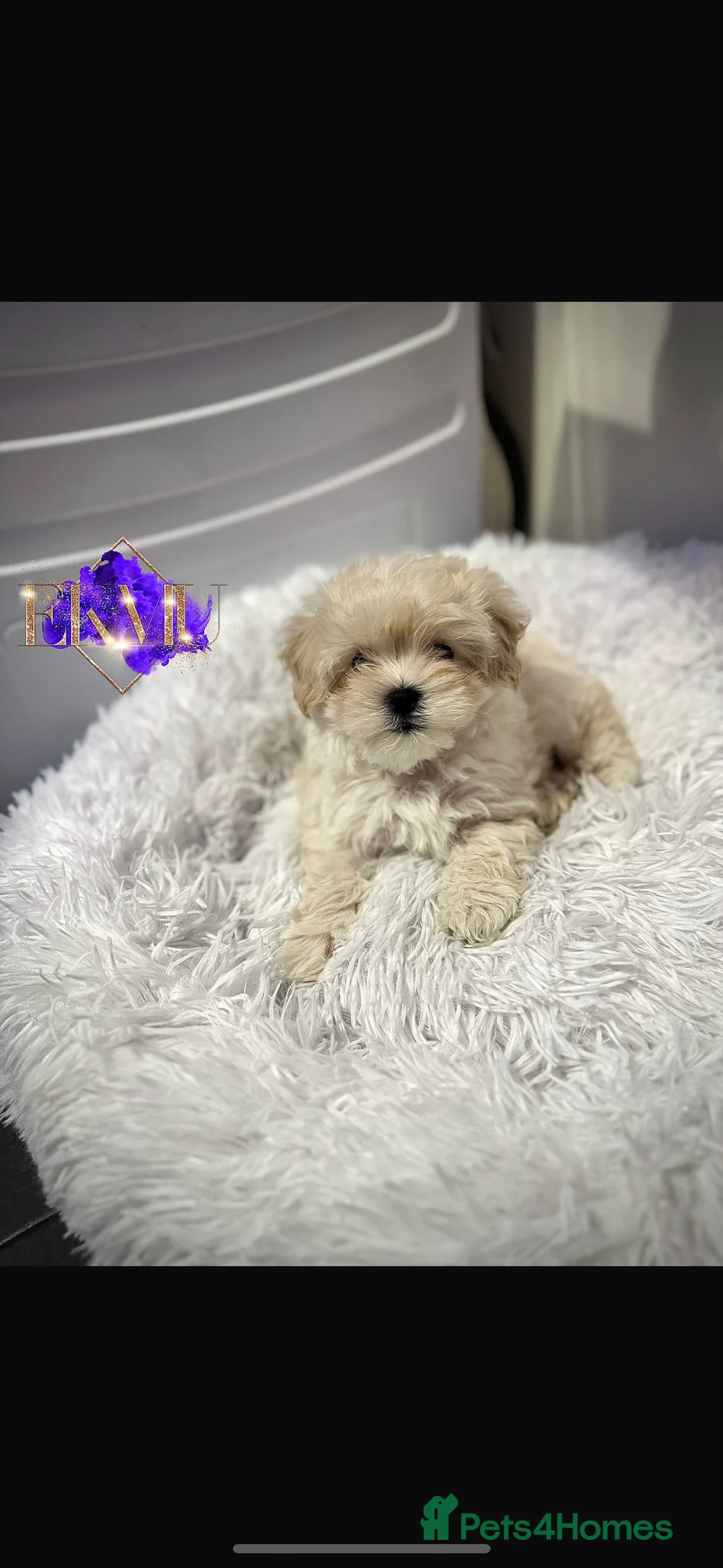 Toy Poodle dogs for stud:  **  Asian KC Toy Poodle for Stud DNA tested in Rickmansworth - Advert 35