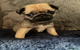 Pug dogs for sale:  Deep apricot multi champion pedigree pug puppies  in Bolton - Image 15