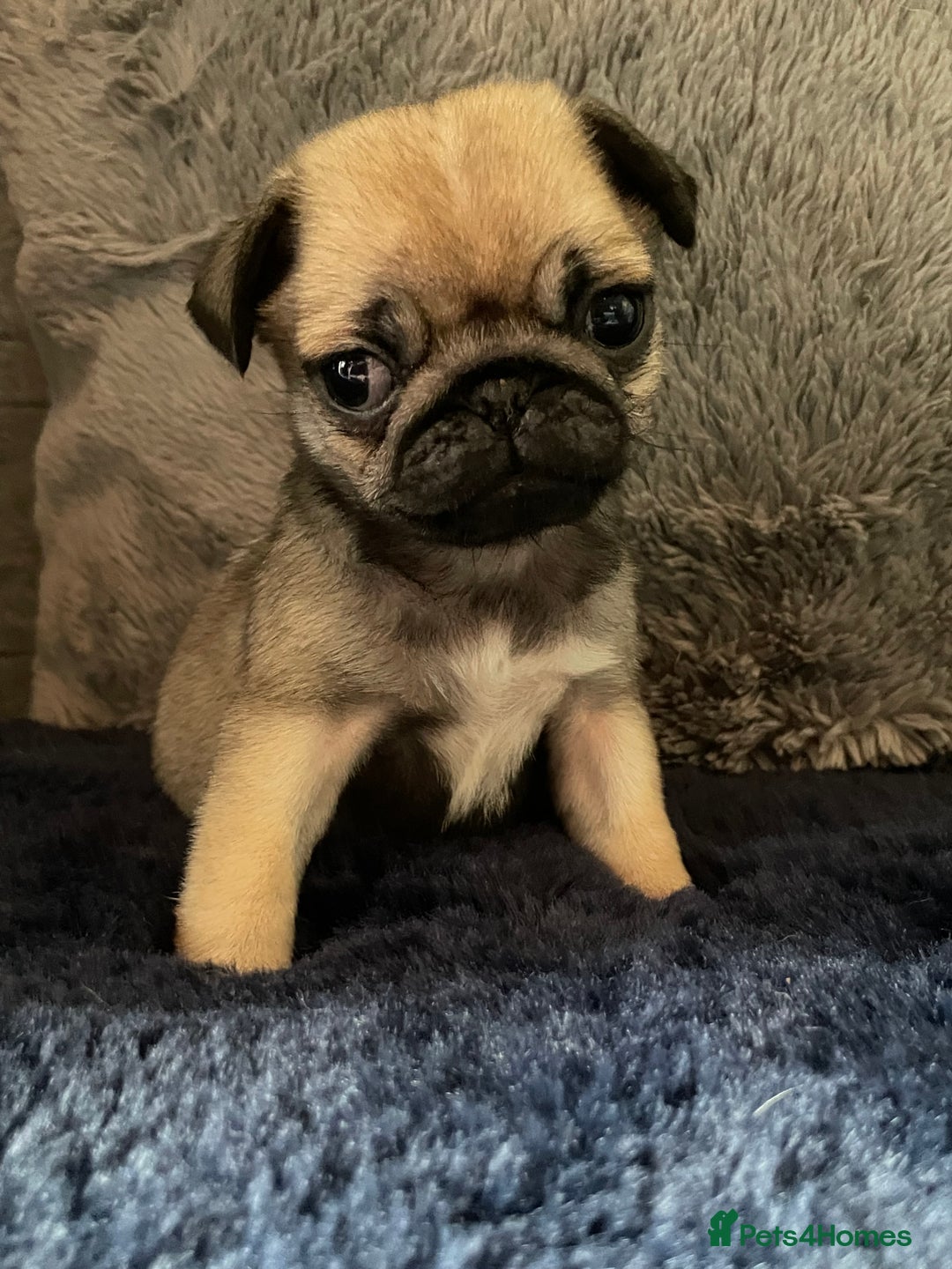 Pug dogs for sale:  Deep apricot multi champion pedigree pug puppies  in Bolton - Image 15