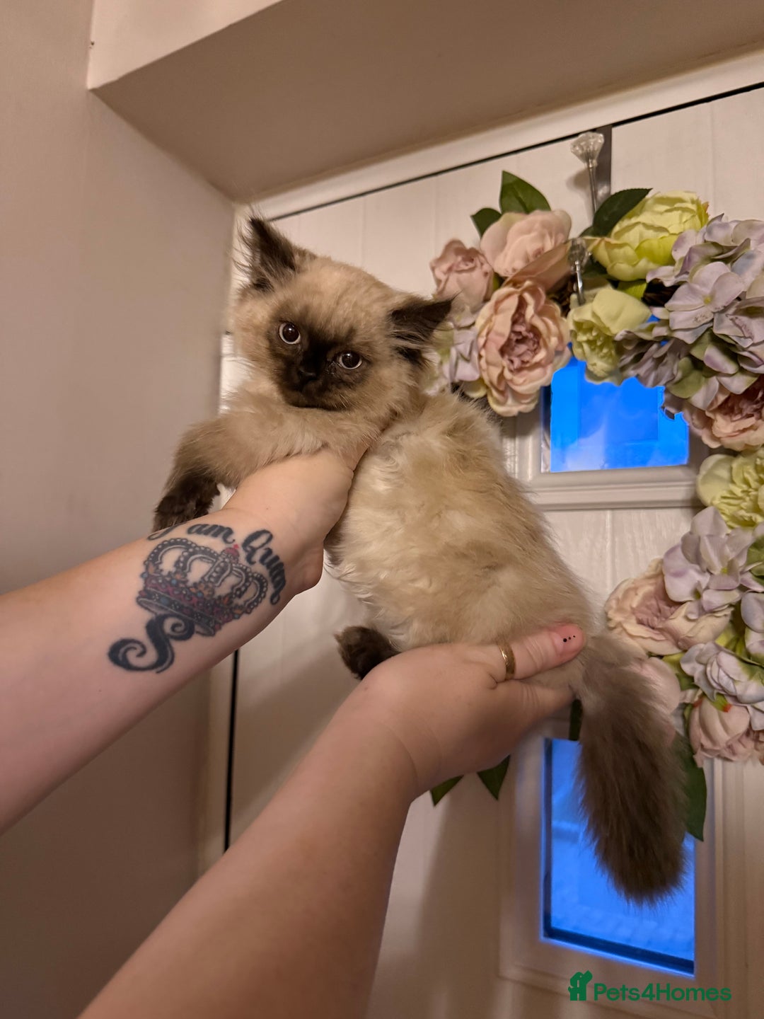 Persian cats for sale: Persians  - Image 8