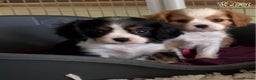Cavalier King Charles Spaniel dogs for stud: proven fully DNA tested kc cavalier boy in Robertsbridge - Advert 4