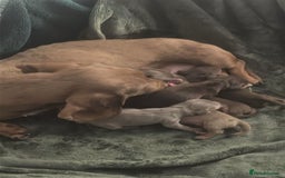 Miniature Dachshund dogs for sale: ADORABLE MINIATURE DACHSHUND PUPPIES FOR SALE  - Image 2