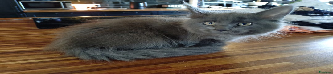 Maine Coon Kitten 2