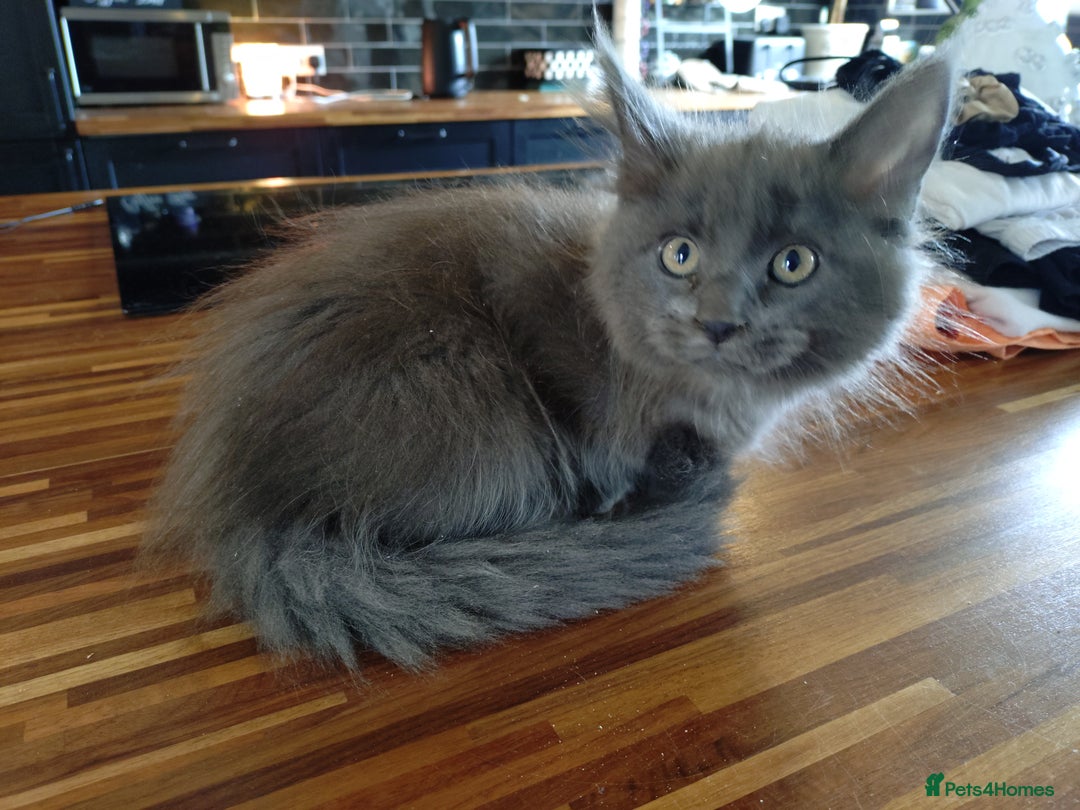 Maine Coon cats for sale: Polydactyl Russian blue Maine coon kittens  - Image 6