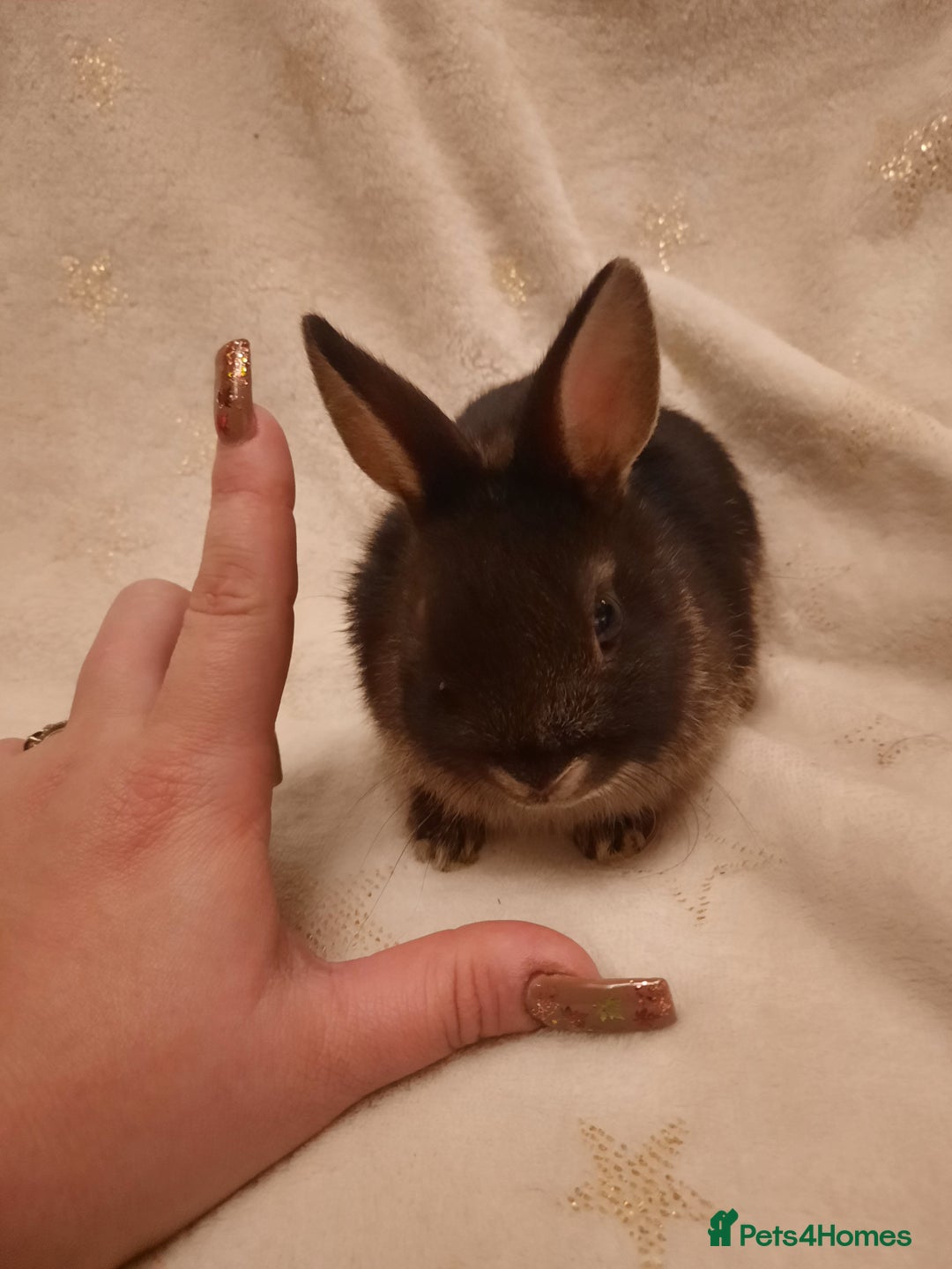 Netherland Dwarf rabbits for sale: Five Litters Of Netherland Dwarf Babies - Image 4