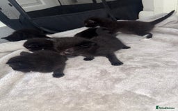 Mixed Breed cats for sale: Kittens for sale ready October 14th - Image 8