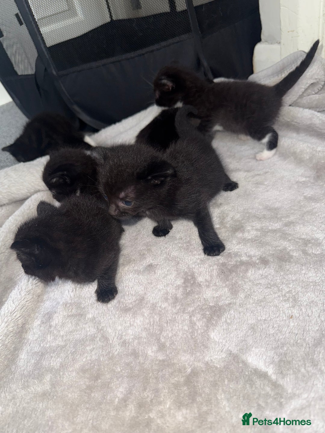 Mixed Breed cats for sale: Kittens for sale ready October 14th - Image 8