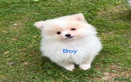 Pomeranian dogs for sale: Pomeranian - Image 1