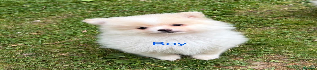 Pomeranian Puppy 1