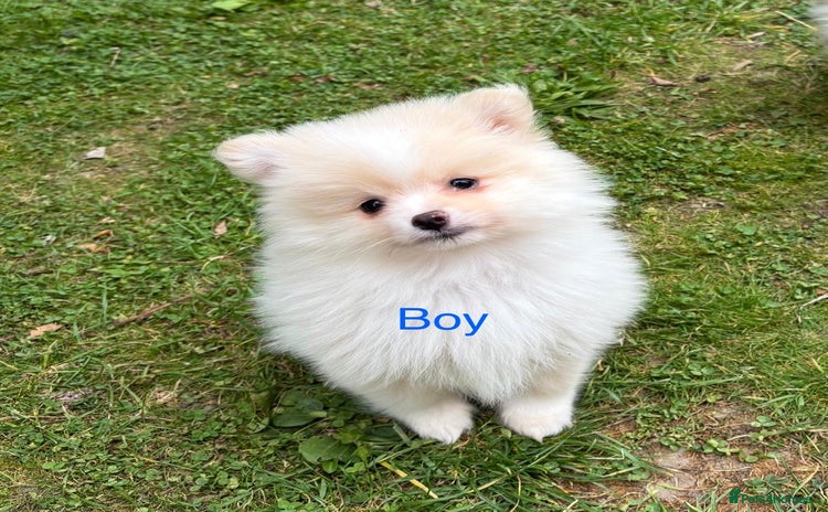 Pomeranian dogs - Advert 1
