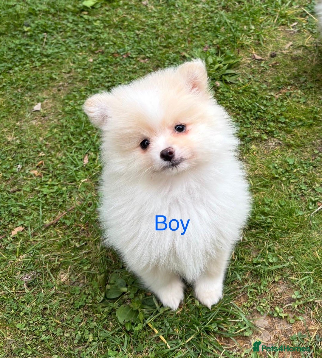 Pomeranian dogs for sale: Pomeranian - Image 1