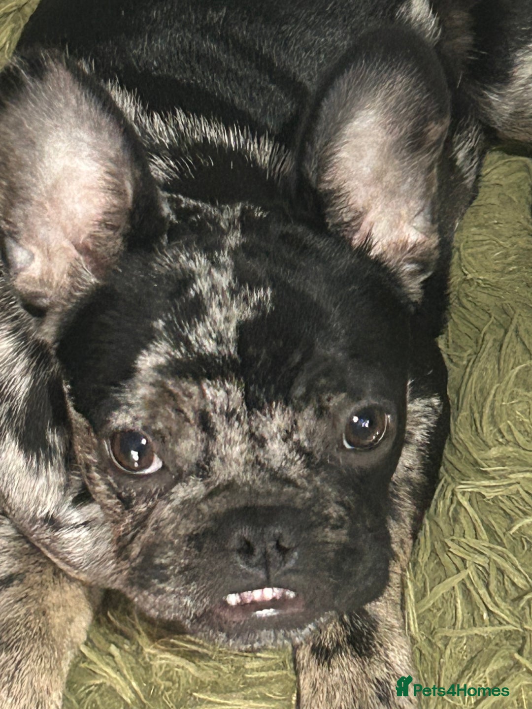 French Bulldog dogs for sale: Estella (Stell’s) - Advert 1
