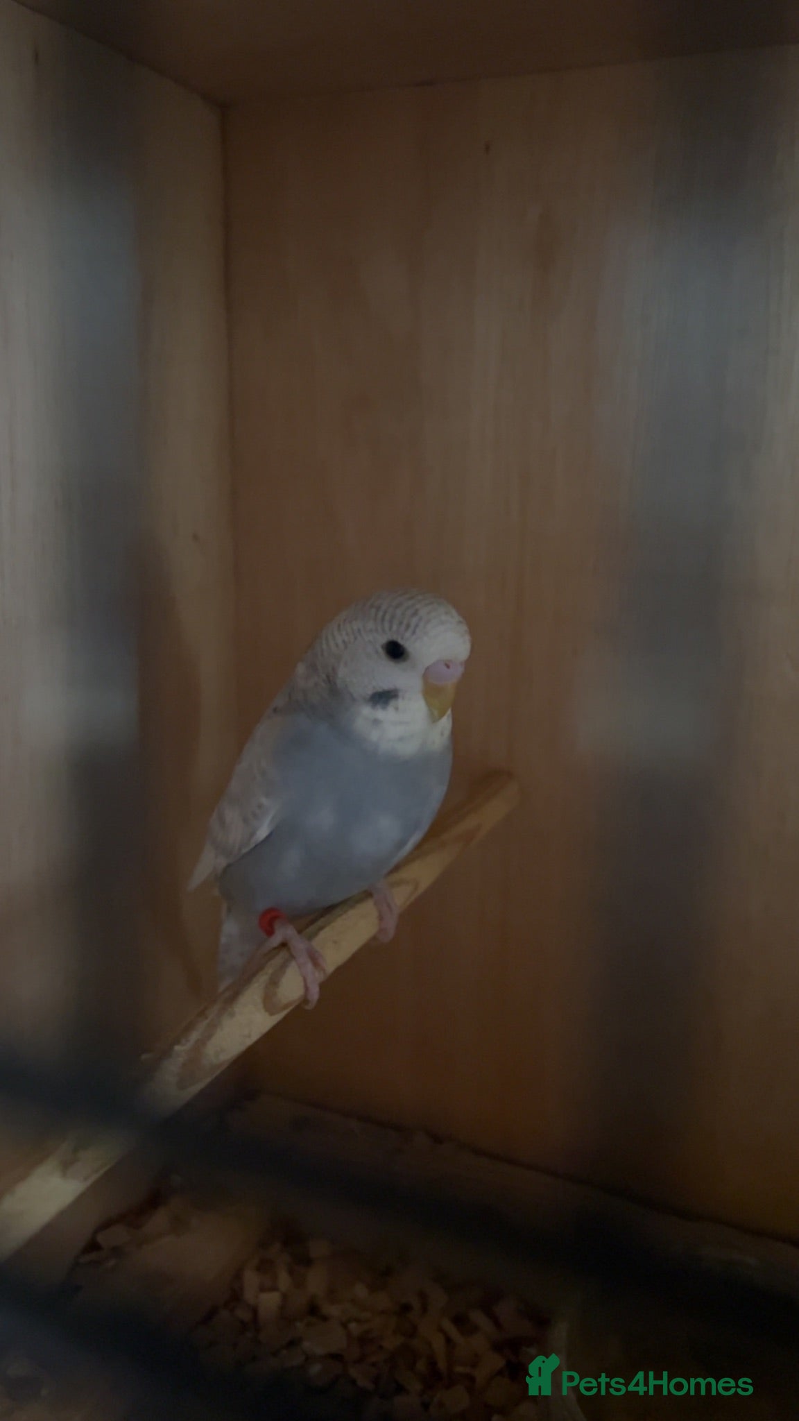 Budgerigars birds Beautiful baby budgies  - Advert 9