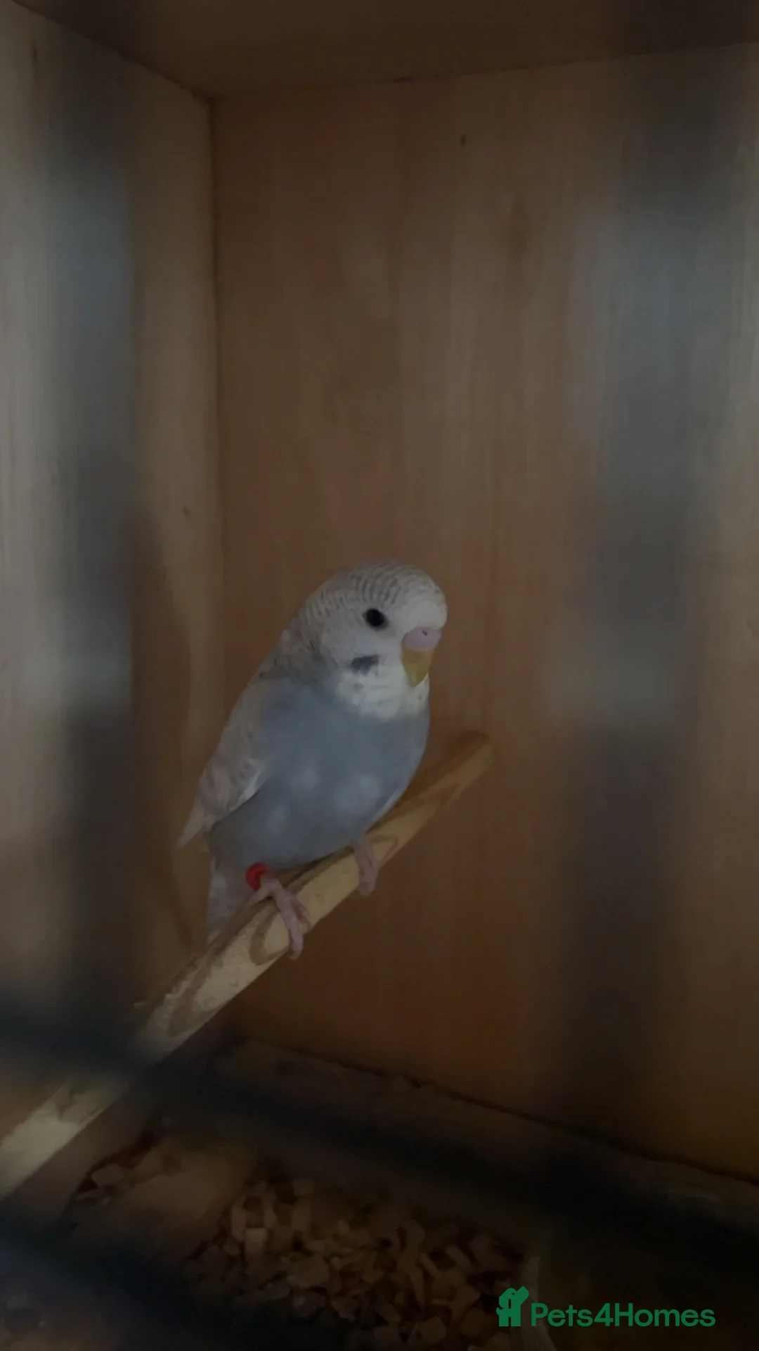 Budgerigars birds for sale: Beautiful baby budgies  - Advert 1