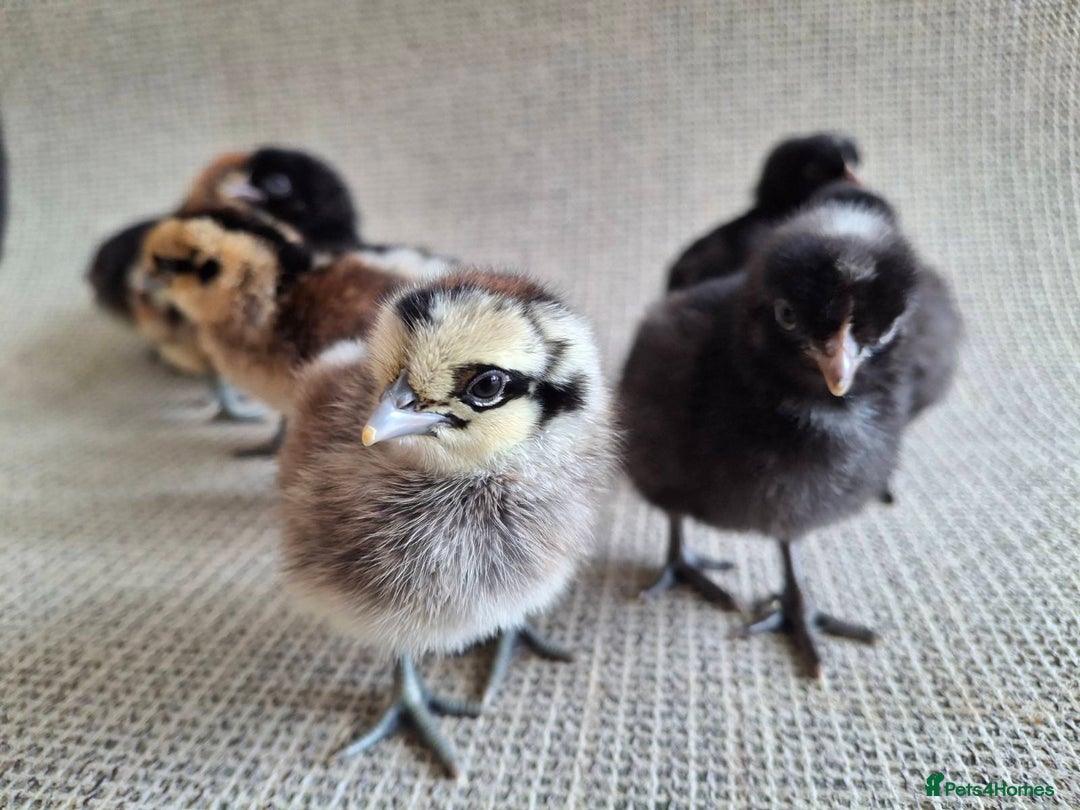 Chickens poultry for sale: Cream Legbar x Ayam Cemani Mixed Sex Chicks  - Image 3